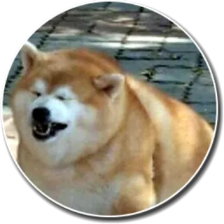 😩 chien, akita, animal de compagnie, animal, mème, mignon whatsapp sticker