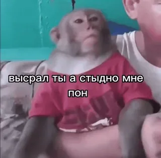 🤢 высрал ты а стыдно мне пон scimmia, animale, maglietta, divertente telegram sticker