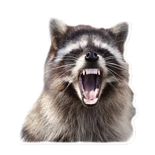 😡 raccoon, animal, angry, wildlife, mammal telegram sticker