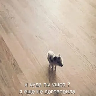 😡 и куда ты ушел ?
я еще не договорила หมู, สัตว์, น่ารัก, สัตว์เลี้ยง, รัสเซีย, ข้อความ, สัตว์เลี้ยงในบ้าน telegram sticker