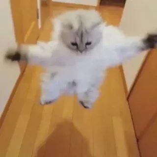 🤗 猫, 動物, かわいい, ジャンプ, 面白い telegram sticker