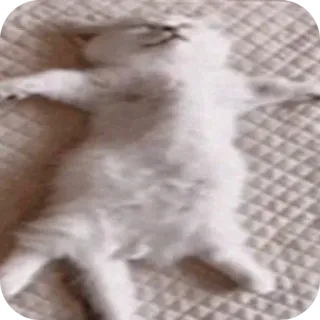 🤲 gatto, gattino, dormire, animale, animale domestico telegram sticker