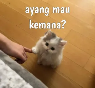😿 ayang mau kemana? кот, котенок, милый, домашнее животное, животное, палец, индонезийский текст whatsapp sticker