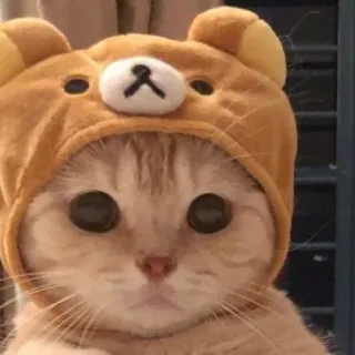 🙄 chat, chapeau ours, mignon, animal, animal de compagnie telegram sticker