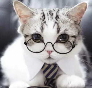 🤓 cat, glasses, tie, business, cute, animal, kitten telegram sticker