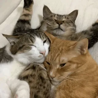 🤗 gatti, animali, animali domestici, dormire, carino, animali domestici telegram sticker