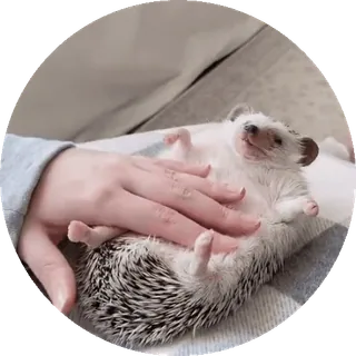 🌟 nhím, động vật, thú cưng, dễ thương, tay, bụng, mát-xa telegram sticker
