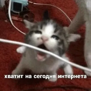 😳 хватит на сегодня интернета แมว, อินเทอร์เน็ต, มีม, ตลก, รัสเซีย, ลูกแมว telegram sticker