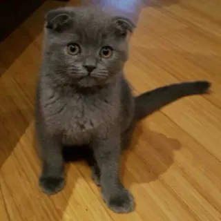 😺 chat, chaton, Scottish Fold, animal, animal de compagnie, mignon telegram sticker
