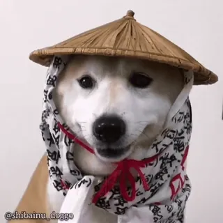 🦖 @shibainu_doggo chien, shiba inu, chapeau, animal de compagnie, animal, toutou telegram sticker