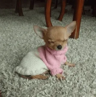 🐩 chihuahua, dog, pet, sweater, animal, cute telegram sticker