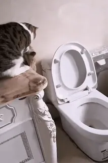 ๐ฝ gatto, toilette, bagno, animale domestico telegram sticker