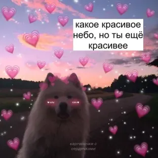 ❤️ какое красивое небо, но ты ещё красивее dog, heart, sky, beautiful, cute, pet telegram sticker