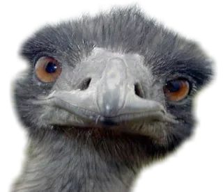 🙂 Emu, Uccello, Animale, Australia, Fauna selvatica, Natura whatsapp sticker
