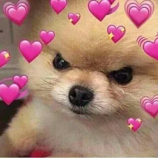🌟 perro, corazones, amor, lindo, enojado, pomerania whatsapp sticker
