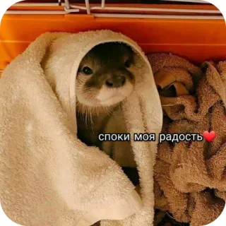 😴 споки моя радость ❤️ カワウソ, タオル, かわいい, 動物, げっ歯類 telegram sticker