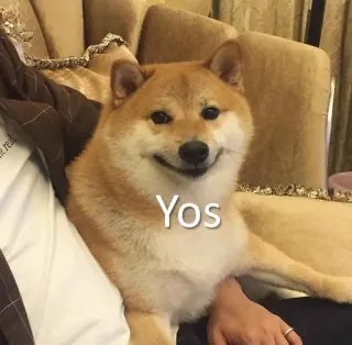 🙂 Yos dog, shiba inu, animal, pet, cute, meme telegram sticker