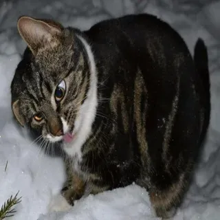 🐱 gato, animal, nieve, invierno, mascota, animal doméstico, felino telegram sticker