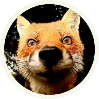 🦊 Лисы @lennysticker telegram stickers