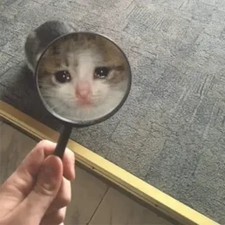 😒 cat, sad, crying, magnifying glass, pet whatsapp sticker