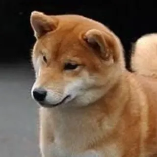 Doggo doing things @Lotfn whatsapp stickers