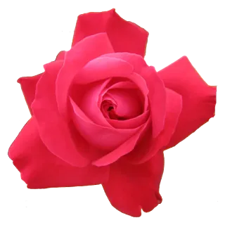 🌻 цветок, роза, красный, природа, цветы, растение telegram sticker