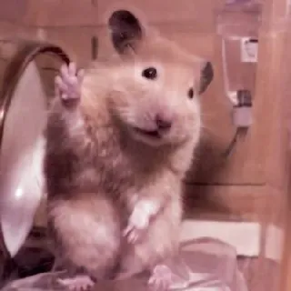🤏 hamster, middle finger, offensive telegram sticker
