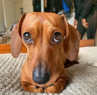 🥺 cachorro, dachshund, animal, fofo, animal de estimação, filhote telegram sticker