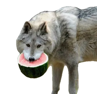 🍉 wilk, arbuz, zwierzę, owoc, natura telegram sticker