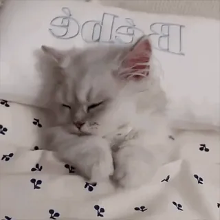 😡 Bébé mèo, mèo con, dễ thương, ngủ, động vật, thú cưng, trắng, mềm mại whatsapp sticker