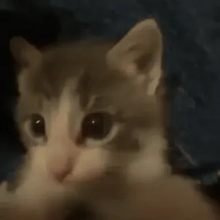 😽 Katze, Kätzchen, Tier, Haustier, süß, Säugetier whatsapp sticker