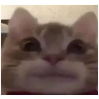 😐 cat, animal, meme telegram sticker