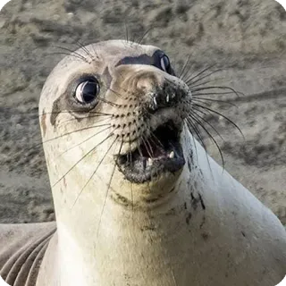 😯 アザラシ, 動物, 哺乳類, 海の生き物, 野生動物 telegram sticker