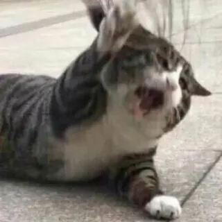 😭 gatto, divertente, meme, animale, animale domestico, scioccato, sorpreso telegram sticker