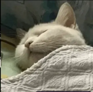 🔥 chat, dormir, couverture, animal, domestique telegram sticker