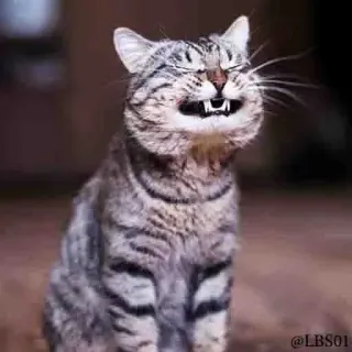 😆 gato, animal, meme, engraçado, sorrindo, feliz telegram sticker