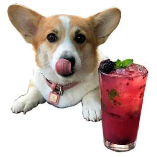 🍹 corgi, perro, cóctel, bebida, zarzamora, menta, refresco telegram sticker