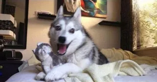 😄 Mishka the Husky Mishka the Talking Husky telegram sticker