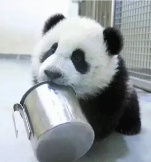🙄 Panda, Animal, Filhote, Fofo, Bebê, Bebendo telegram sticker