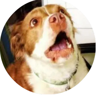 🐶 dog, scared, surprised, shocked, brown, white telegram sticker