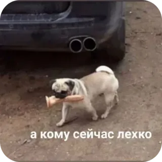 🐶 а кому сейчас легко carlin, chien, jouet, russe, texte, animal, drôle telegram sticker