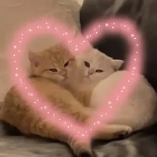 💓 gatos, corazón, amor, animales, lindo, mascota, animales domésticos telegram sticker