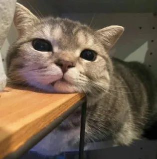 😔 cat, animal, pet, cute, feline, domestic animal, tabby whatsapp sticker
