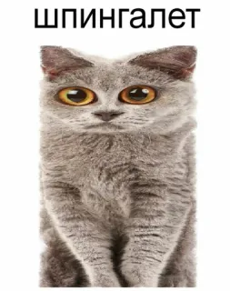 😂 шпингалет chat, animal, gris, yeux telegram sticker