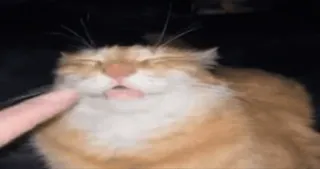 🌟 cat, animal, cute, pet, funny, ginger cat telegram sticker