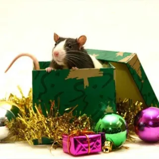 🐭 chuột, giáng sinh, quà, đồ trang trí, hộp telegram sticker