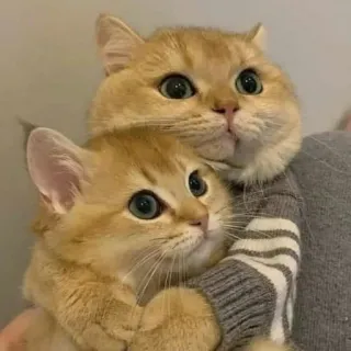 🐈 고양이, 새끼 고양이, 귀여운, 동물, 애완 동물, 반려 동물 telegram sticker