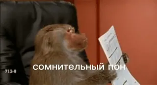 🌟 сомнительный пон macaco, animal, escritório, cadeira, papel whatsapp sticker