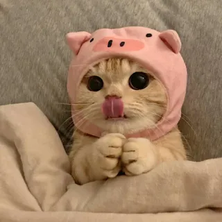 🥺 고양이, 돼지 모자, 동물, 귀여운, 사랑스러운, 새끼 고양이 telegram sticker