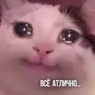😭 ВСЁ АТЛИЧНО... แมว, ร้องไห้, มีม, เศร้า, อารมณ์, รัสเซีย telegram sticker